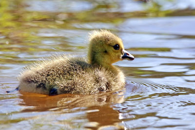 Duck swimming in lake