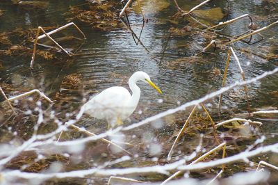 Swan perching on lake