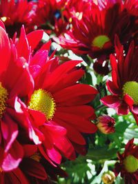 Close-up of red flowering plants