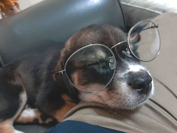 High angle view of dog sleeping