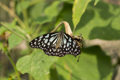 Close-up of butterfly on leaf