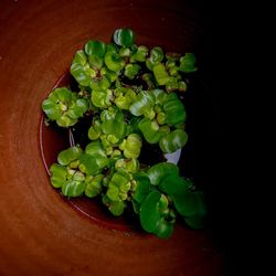 High angle view of green plant