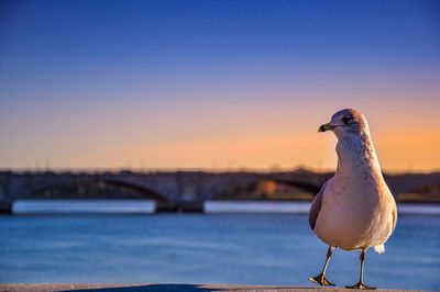 Close-up of seagull perching on a bird against sky