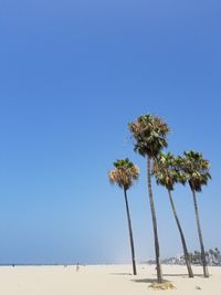 Low angle view of palm trees against clear blue sky