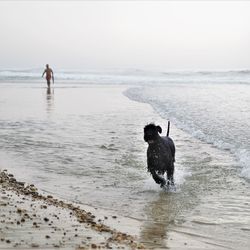 Man with dog standing on shore at beach against sky