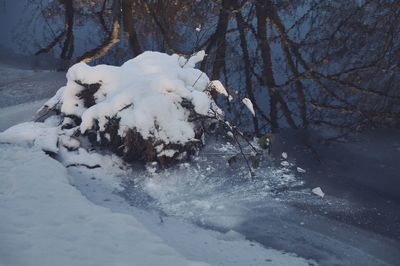 Snow covered trees in winter