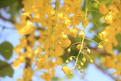 Close-up of yellow flowering plant in field