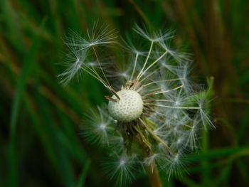 Close-up of dandelion on plant