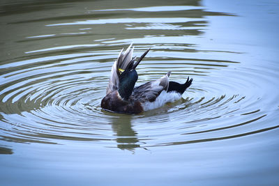 High angle view of duck swimming in lake