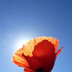 Close-up of orange flowers against black background