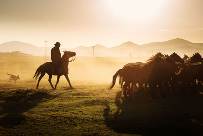 Man riding horse on field during sunset