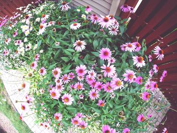 Close-up of pink flowers