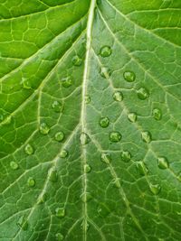 Full frame shot of water drops on leaves