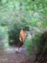 Close-up of butterfly on dry leaf