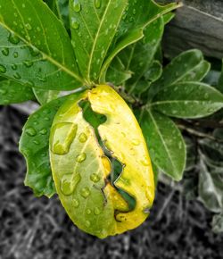 Close-up of raindrops on yellow leaves