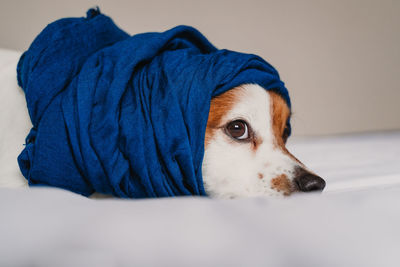 Close-up of dog resting on bed