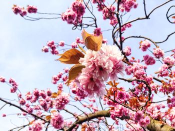 Low angle view of pink flowers blooming against sky