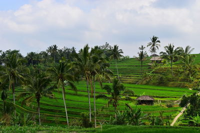 Rice terrace