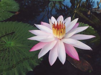 Close-up of lotus water lily