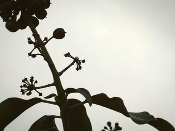 Low angle view of silhouette hand on tree against sky