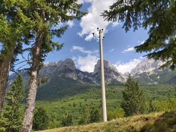 Low angle view of trees on mountain against sky