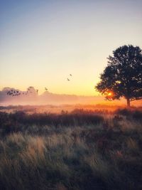 Scenic view of field against sky during sunrise