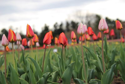 Close-up of tulips on field against sky