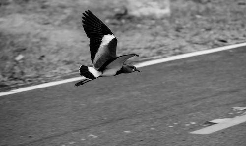 Close-up of a bird flying