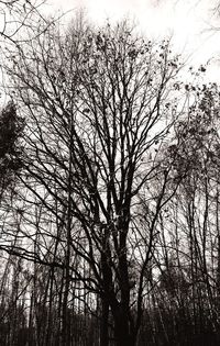 Low angle view of silhouette bare trees against sky