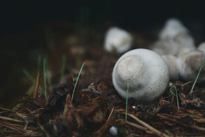 Close-up of mushrooms growing on field