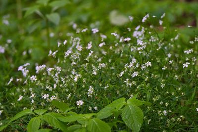 Close-up of flowering plants on field