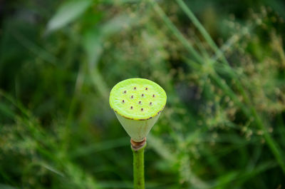 Close-up of fresh green plant