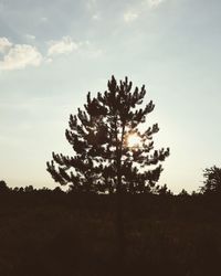 Silhouette of trees on field against sky