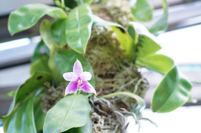 Close-up of flowers blooming outdoors