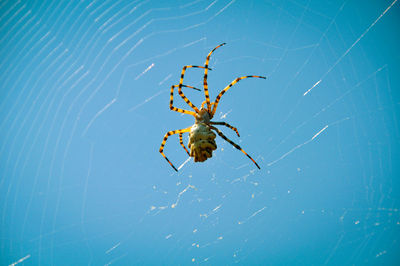 Close-up of spider on web