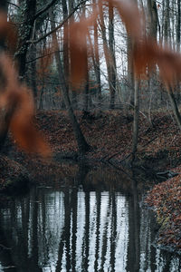 Reflection of trees on lake in forest