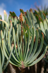 Close-up of succulent plant