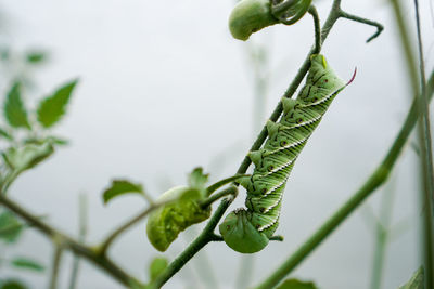 Close-up of green plant