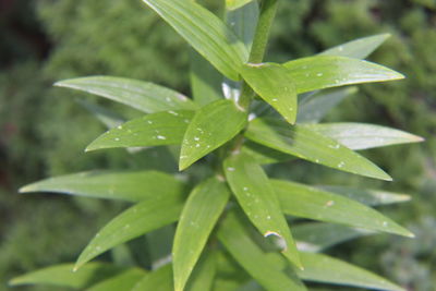 Close-up of wet plant