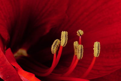 Close-up of red rose flower