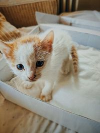 High angle view of cat at home