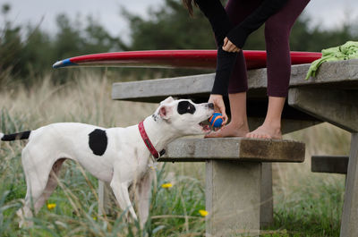 Low section of woman with surfboard holding ball by dog on bench over field