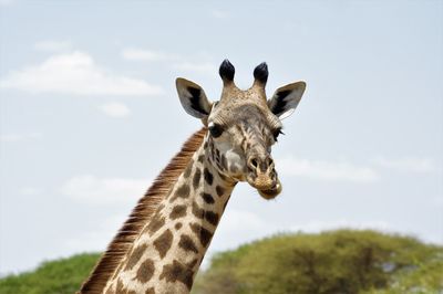 Portrait of giraffe against sky