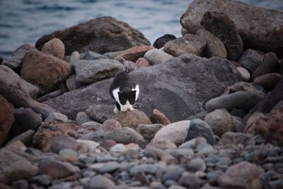 View of birds on rocks at beach