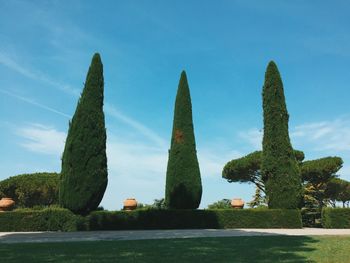 Low angle view of trees against blue sky