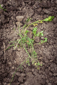 Plants growing on field