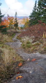 Narrow stream along trees on landscape