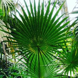 Low angle view of palm leaves