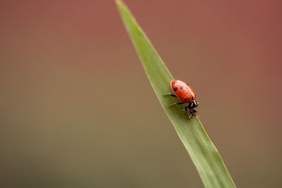 Close-up of red ladybug on grass