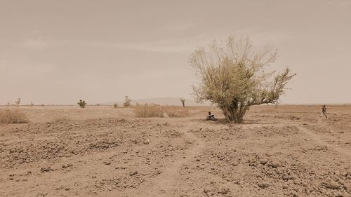 Tree on barren landscape